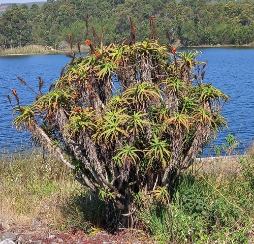 Candelabra Aloe