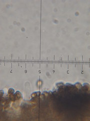 Psilocybe neoxalapensis
