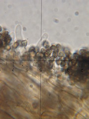 Psilocybe neoxalapensis