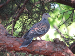 Streptopelia orientalis