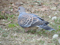 Streptopelia orientalis
