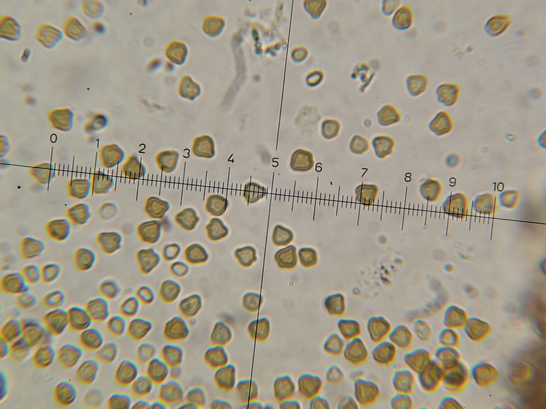 Psilocybe neoxalapensis image