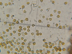 Psilocybe neoxalapensis
