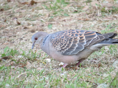 Streptopelia orientalis