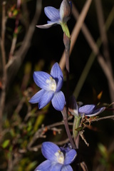 Thelymitra aristata