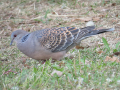 Streptopelia orientalis