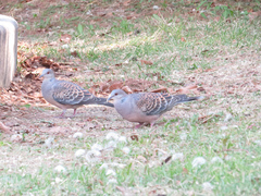 Streptopelia orientalis