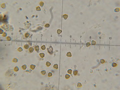 Psilocybe neoxalapensis