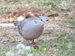 Streptopelia orientalis