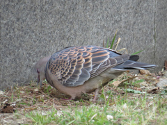 Streptopelia orientalis
