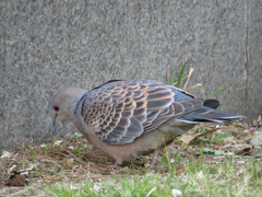 Streptopelia orientalis