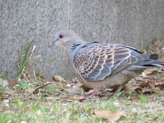 Streptopelia orientalis