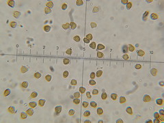 Psilocybe neoxalapensis