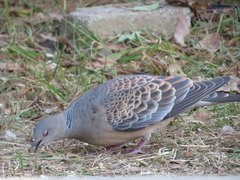 Streptopelia orientalis