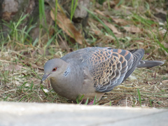 Streptopelia orientalis