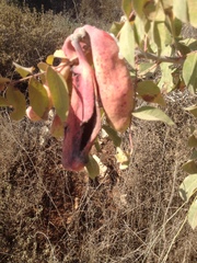 Pistacia terebinthus palaestina