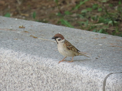 Passer montanus
