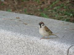 Passer montanus