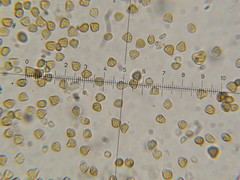 Psilocybe neoxalapensis