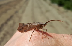 Nemotaulius hostilis