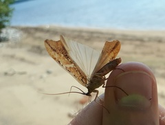 Nemotaulius hostilis