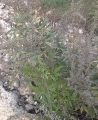 Vitex agnus-castus