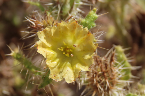 Codon schenckii (Codon schenckii)
