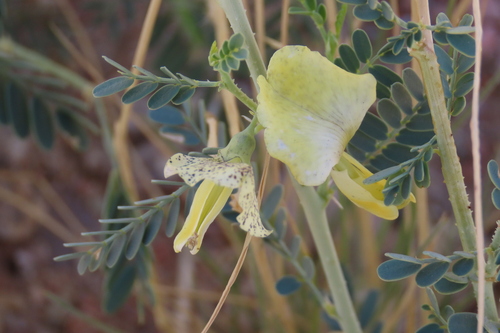 Sesbania pachycarpa (Sesbania pachycarpa)