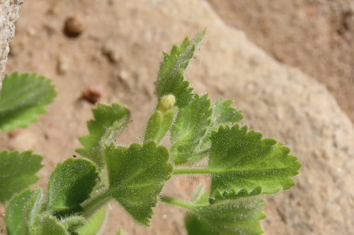 Camptoloma rotundifolium (Camptoloma rotundifolium)
