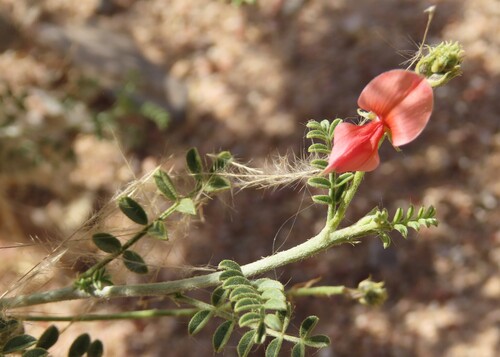 Glandhair Indigo (Indigofera heterotricha)