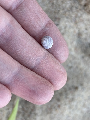 Gibbula tumida observed 2025-09-28