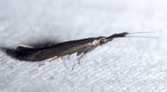 Coleophora mayrella