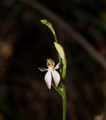 Caladenia prolata