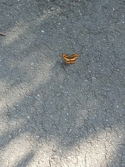 Symbrenthia lilaea formosanus