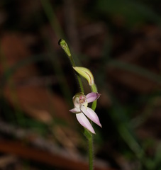 Caladenia prolata