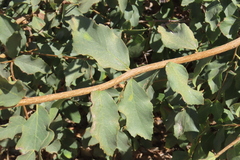 author not stated, no rights reserved Cordia sinensis, photograph author not stated, no rights reserved