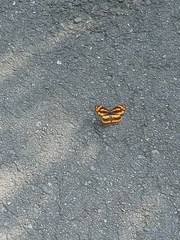 Symbrenthia lilaea formosanus