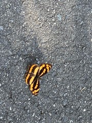 Symbrenthia lilaea formosanus