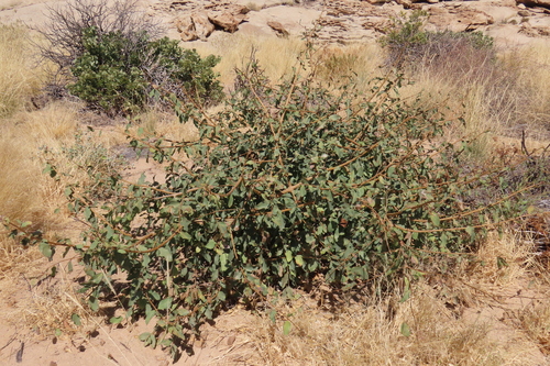 Cordia sinensis, photograph 4