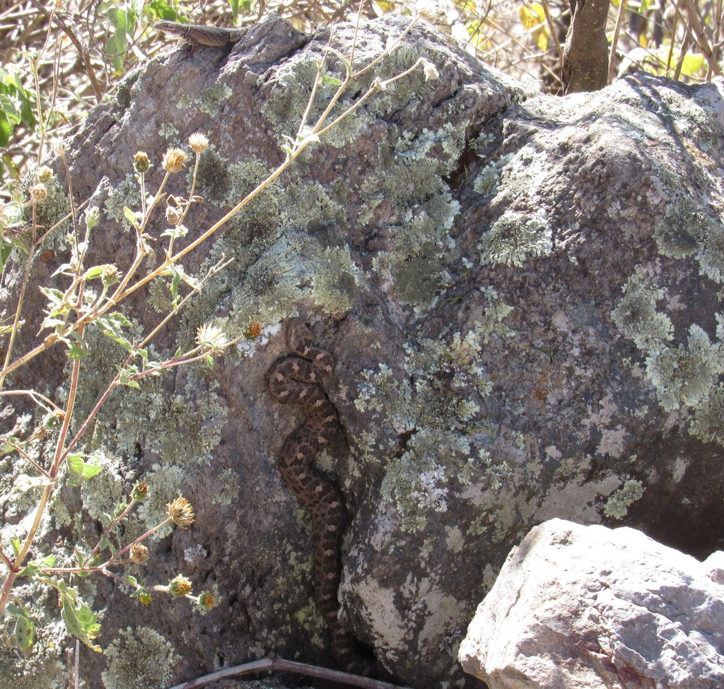 Queretaran Dusky Rattlesnake