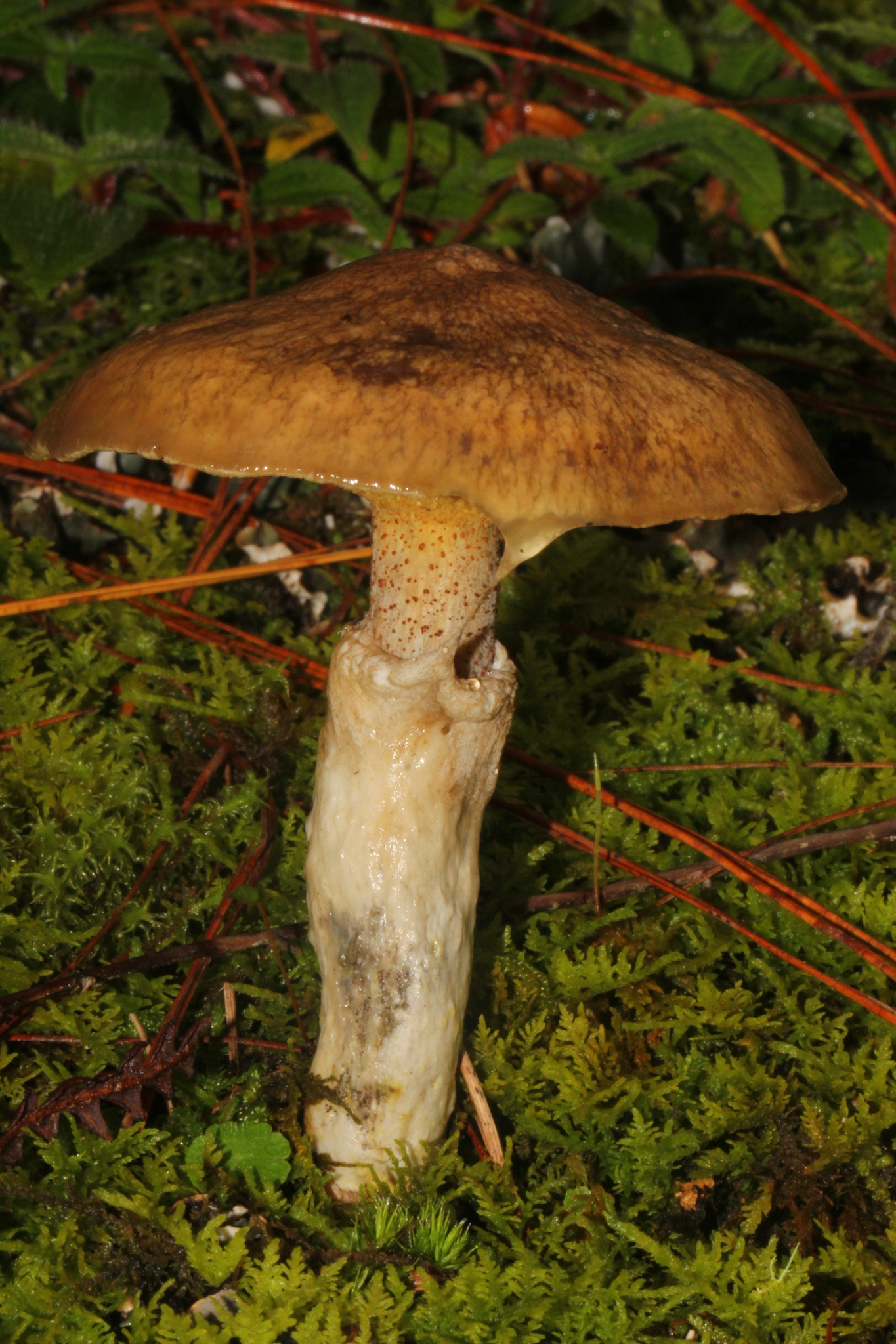 Suillus lutescens image