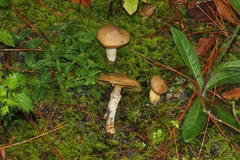 Suillus lutescens