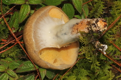 Suillus lutescens
