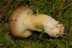 Suillus lutescens