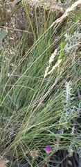Poa poiformis