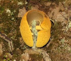 Retiboletus flavoniger