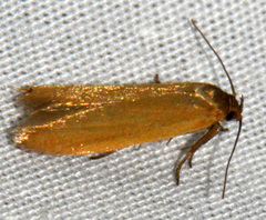 Holcocera immaculella