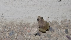 Eleutherodactylus pallidus