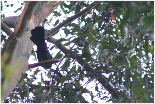 Bannerman's Turaco