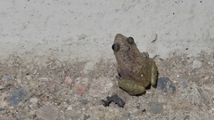 Eleutherodactylus pallidus